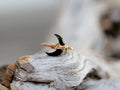 Moonbeam Ring - Black Agate